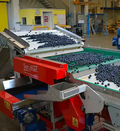 Sermac, Sermac fruit machinery, Fruit machinery, Industrial fruit machinery, Fruit machinery for sale