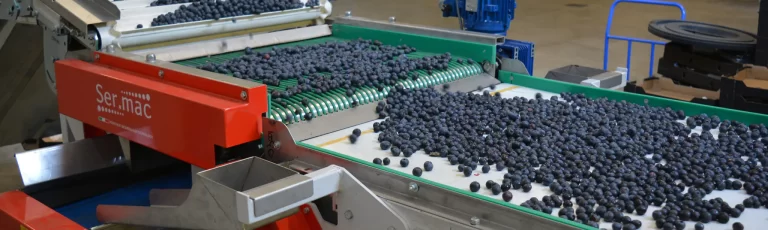 Sermac, Sermac fruit machinery, Fruit machinery, Industrial fruit machinery, Fruit machinery for sale